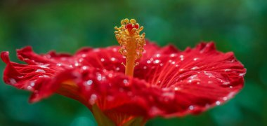 Kızıl bir Çin Hibiscus 'u. Yan görüş. Kapatın. Stamen 'e odaklan.