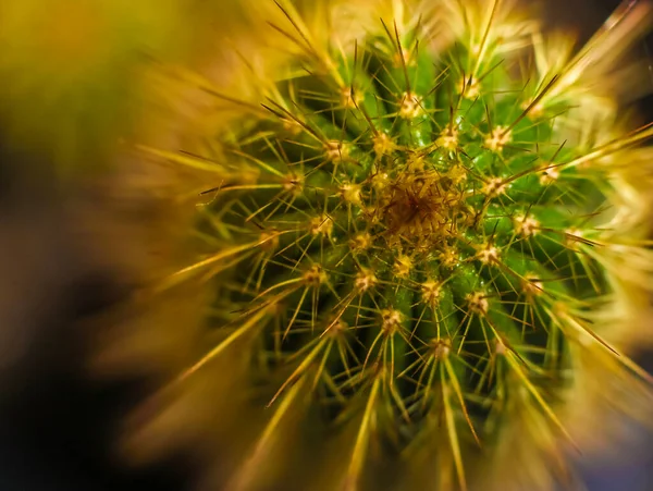 Orgelpfeife Kaktus Blick Von Oben Nahaufnahme — Stockfoto