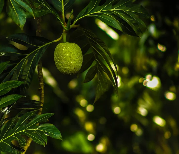 stock image Breadfruit . Fruit on tree . Isolated