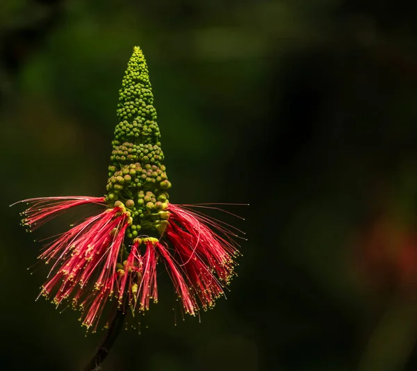 Kırmızı Bir Şişe Fırçası Bekar Erken Çiçek Dikey Kapat — Stok fotoğraf