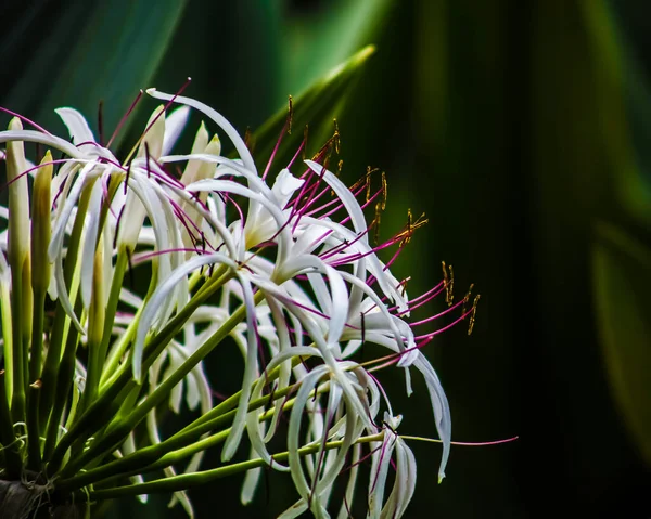 Zehirli Ampul Tek Bir Çiçek Kısmi Görüş Kapat — Stok fotoğraf