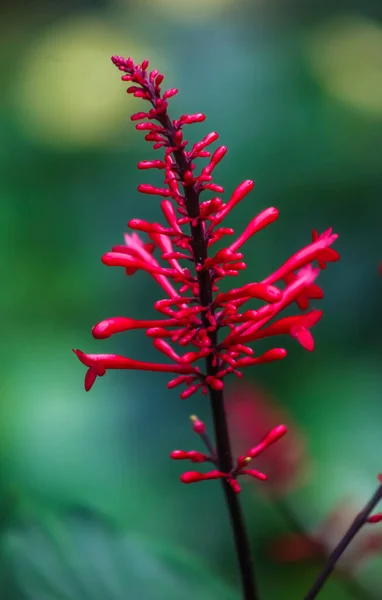 Eine Feuerwerksblüte Knallrot Vertikal Nahaufnahme — Stockfoto