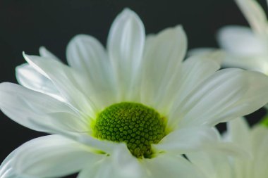 Shasta Daisy close up from above