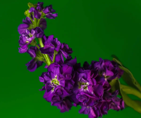 A deep purple Brompton Stock bloom on a rich green background