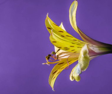Yellow Peruvian Lily, side view close up