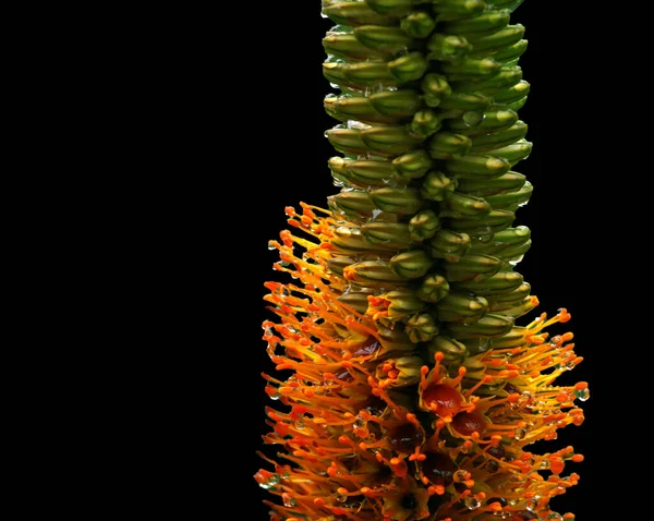 Aloe Speciosa Nahaufnahme Von Hochblättern Und Blütenblättern — Stockfoto