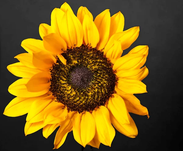 Prärie Sonnenblume Nahaufnahme Frontalansicht — Stockfoto