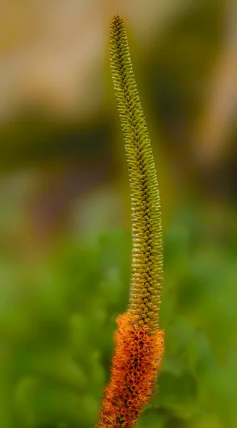 Aloe Speciosa Volle Länge Der Blüte — Stockfoto