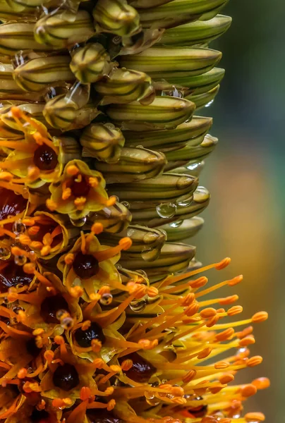 Aloe Speciosa Arka Planda Makro Resim Yumuşak Çiçek — Stok fotoğraf