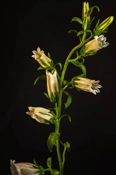 Кентерберийские Колокола Несколько Цветков Одном Стебле Чёрный Фон — стоковое фото