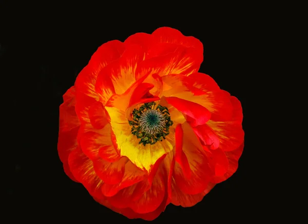 Eine Leuchtend Rote Ranunkelblume Fotografiert Von Oben — Stockfoto