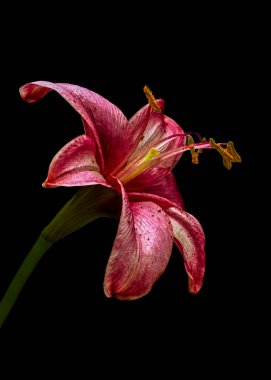 Siyah arkaplanda kırmızı bir gün zambağı