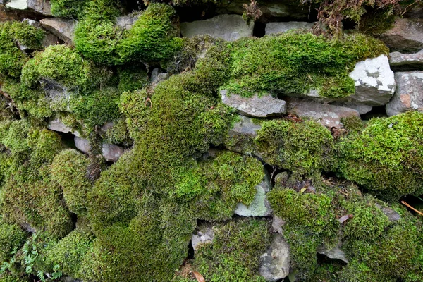 Осенью Мосс Покрыл Сухую Каменную Стену Фелтон Северный Йоркшир Англия — стоковое фото