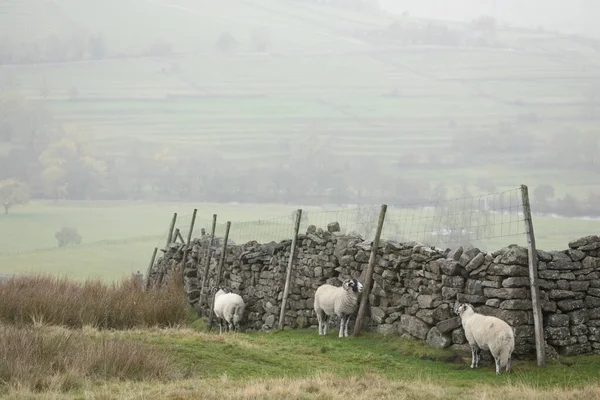 Grinton yakınlarındaki Swaledale koyunu, Kuzey Yorkshire, İngiltere, Birleşik Krallık