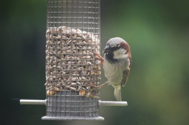 İngiltere, İngiltere 'deki bir bahçe kuşu yemliğinden beslenen Erkek Serçe Passer domesticus.