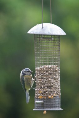 Blue Tit Cyanistes caeruleus feeding from a garden bird feeder in England, United Kingdom