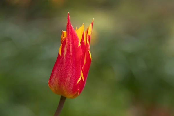 Tulpe Var Feuerwerk Blume Mit Gelben Und Orangen Blütenblättern North — Stockfoto