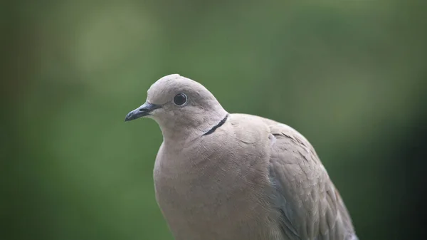 Collared Dove Streptopelia Decaocto Comedero Aves Jardín Verano Inglaterra Reino — Foto de Stock