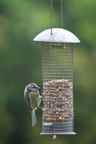 Blue Tit Cyanistes Caeruleus Feeding Garden Bird Feeder England United — Stockfoto
