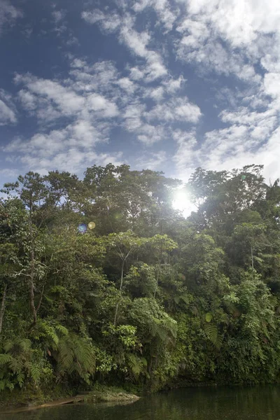 근처의 아마존 우림에 나무들 남아메리카 에콰도르 — 스톡 사진