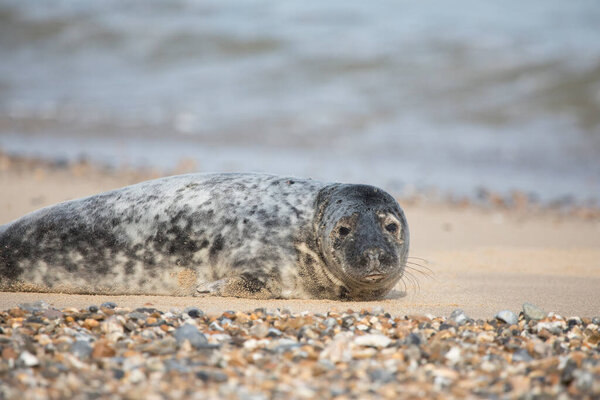 Серый тюлень Halichoerus grypus на пляже в Horsey Gap, Норфолк, Англия, Великобритания