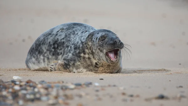 Grey Seal Halichoerus Grypus Uma Praia Horsey Gap Norfolk Inglaterra — Fotografia de Stock