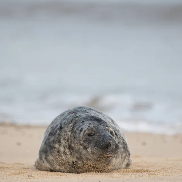 Grey Seal Halichoerus Grypus Beach Horsey Gap Norfolk England United — Foto de Stock