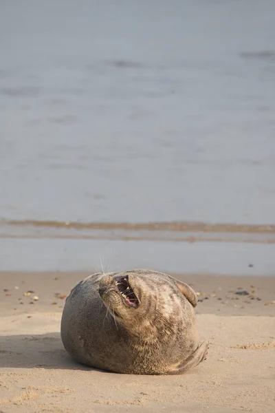 Grey Seal Halichoerus Grypus Beach Horsey Gap Norfolk England United — Fotografia de Stock