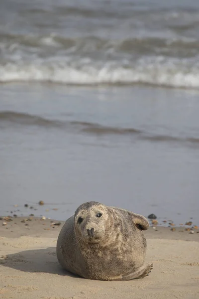 Grey Seal Halichoerus Grypus Een Strand Bij Horsey Gap Norfolk — Stockfoto