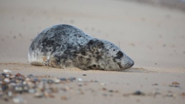 Gri Fok Halichoerus grypus Horsey Gap, Norfolk, İngiltere 'de bir sahilde