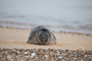 Gri Fok Halichoerus grypus Horsey Gap, Norfolk, İngiltere 'de bir sahilde