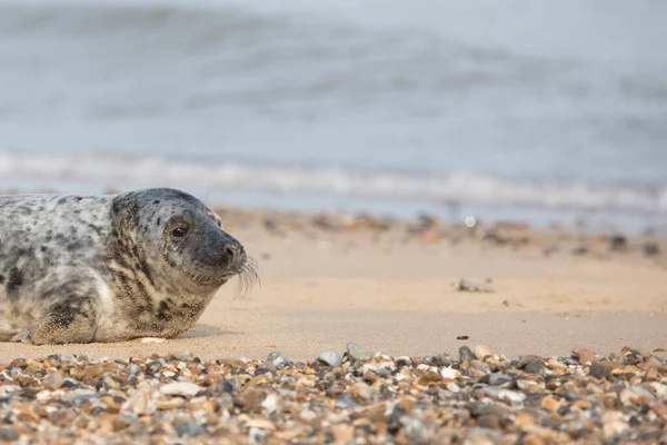 Grey Seal Halichoerus Grypus Beach Horsey Gap Norfolk England United — Stok Foto