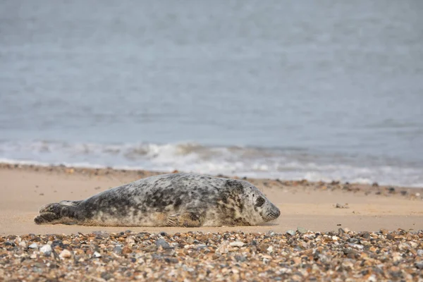 Grey Seal Halichoerus Grypus Beach Horsey Gap Norfolk England United — Photo