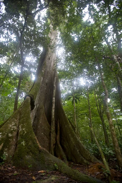 남아메리카 에콰도르의 아마존강 지역에 가운데있는 커다란 나무와 잎으로 — 스톡 사진