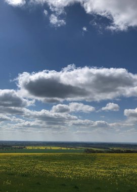 Ön planda inek sürüsü tarlası; arka planda başka tarlalar var. ; İngiltere, Brigg yakınlarındaki ilkbaharda