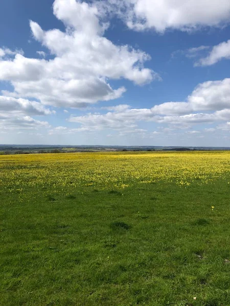 stock image Field of cowslips in  the foreground;  with a viw of other fields in the background.; in springtime near Brigg, Lincolnshire, England, United Kingdom