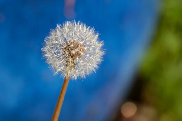 Paardebloem Zaadkop Het Voorjaar Tegen Een Blauwe Achtergrond Engeland Verenigd — Stockfoto