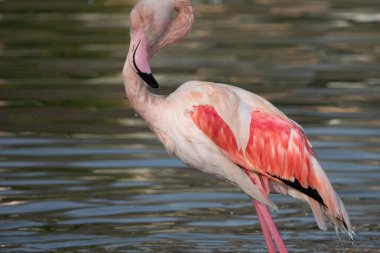 Büyük Flamingo İngiltere, Norfolk 'ta esaret altında yıkanır ve güzelleşir. Büyük flamingo (Phoenicopterus roseus) flamingo familyasının en yaygın ve en büyük türüdür. Afrika 'da, Hindistan' da, Orta E 'de bulunur.