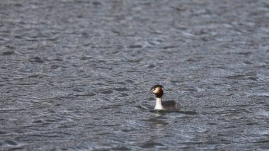 Great Crested Grebe Podiceps kışın Norfolk, İngiltere, Birleşik Krallık