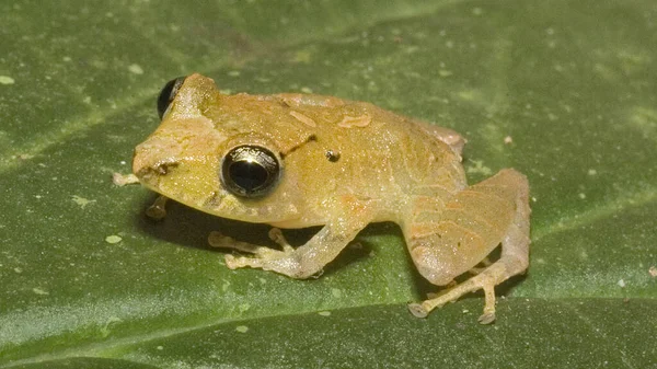 Kichwa Rain Frog (Pristimatis kichwarum); a small amazon frog ion a leaf at night in the rainforest of south east Ecuador, South America