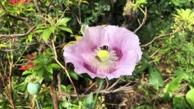 Afyon gelinciği (Papaver somniferum), Hover Flies ve beyaz kuyruklu balon arısı nektar toplar. İngiltere, İngiltere 'de bir bahçede, Türkiye' ye özgü Papaveraceae ailesinin çiçek açan bir bitkisi.