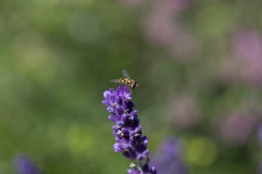 Lavanta çiçeğindeki uçan sinek, İngiltere, Birleşik Krallık