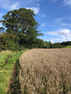 Kuzey Yorkshire, İngiltere 'de hasat zamanı yaklaşan bir buğday mahsulü yakınındaki Halk Yolları