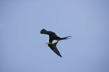 Muhteşem dişi Frigatebird Fregata Ekvador, Galapagos Adaları üzerinde uçarken büyür.