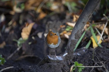 Robin Erithacus Rubecula İngiltere 'de Kasım ayında bir bahçede