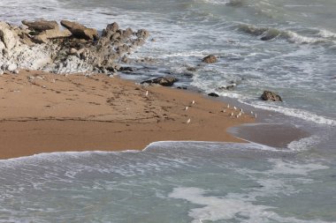 Mart ayında Durdle Door yakınlarındaki Jurassic Sahili 'nin bir parçası olan kireçtaşı kayalıkları, Dorset, İngiltere, İngiltere