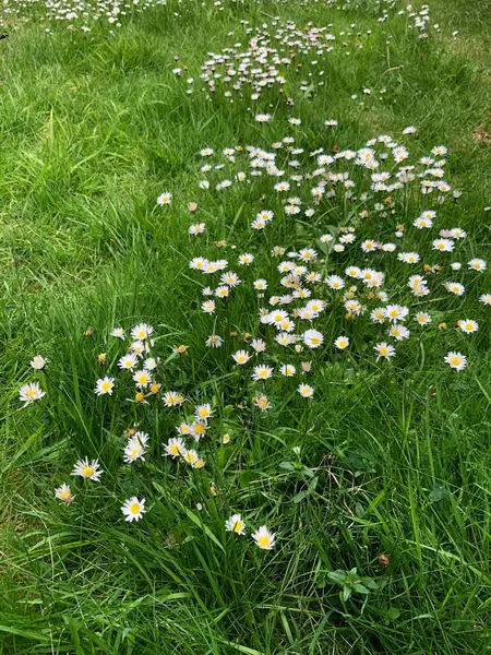 Daisies in a grass lawn in June, England, United Kingdom
