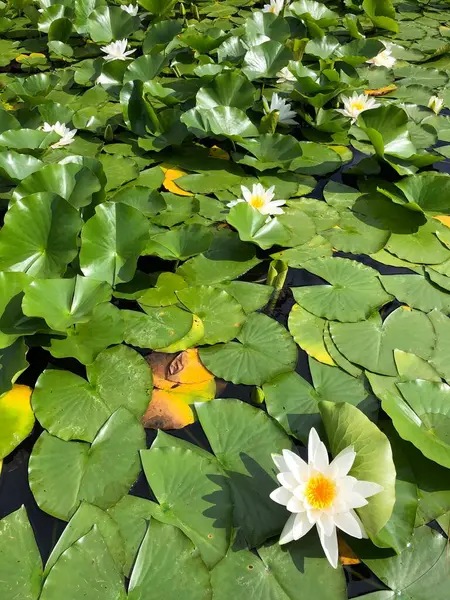 Water lilies in flower in an ornamental pond in a garden, North Yorkshire, United Kingdom. Nymphaeaceae is a family of flowering plants, commonly called water lilies. They live as rhizomatous aquatic herbs in temperate and tropical climates around th