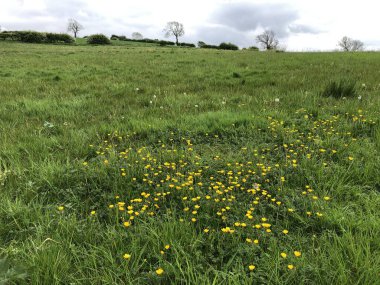 Mayısta, Kuzey Yorkshire, İngiltere, İngiltere 'de çiçekli düşük verimli çayır çayırı