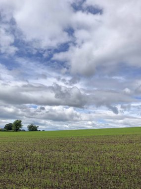 Yeni ortaya çıkan bahar arpası, Kuzey Yorkshire, İngiltere, Birleşik Krallık